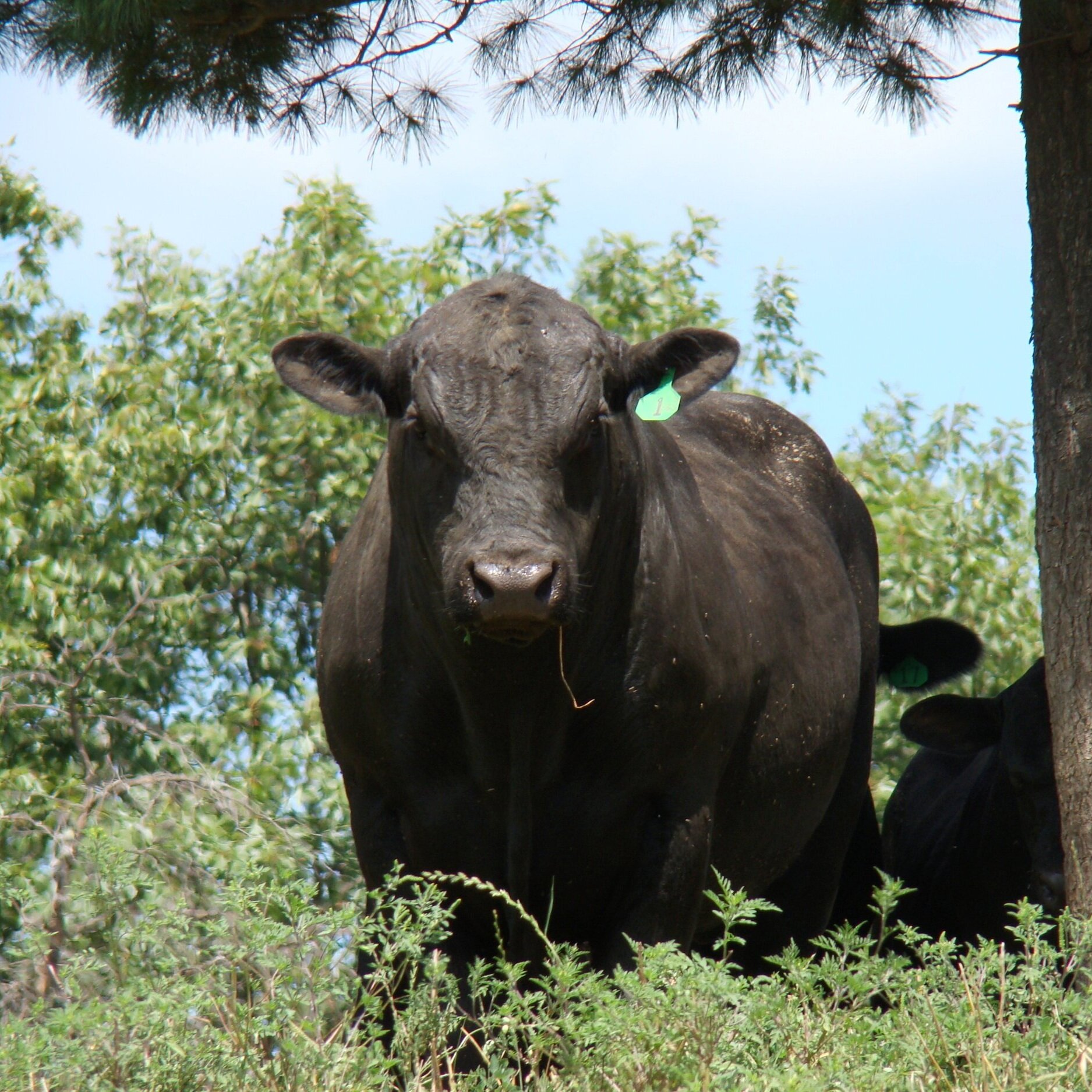 Black Angus cow standing in a grassy area with trees in the background, displaying an ear tag for identification. The cow appears healthy and alert, with a piece of grass in its mouth.