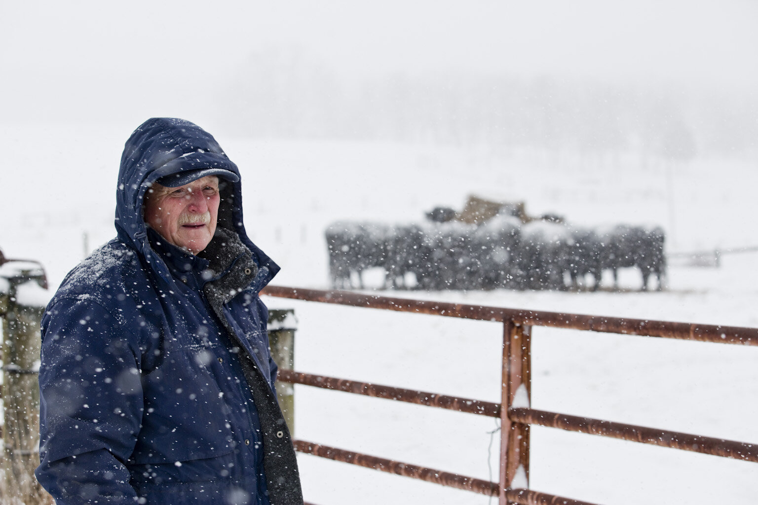 Elderly farmer in a blue coat stands in falling snow, with a snowy landscape and cattle in the background, showcasing winter farming challenges.
