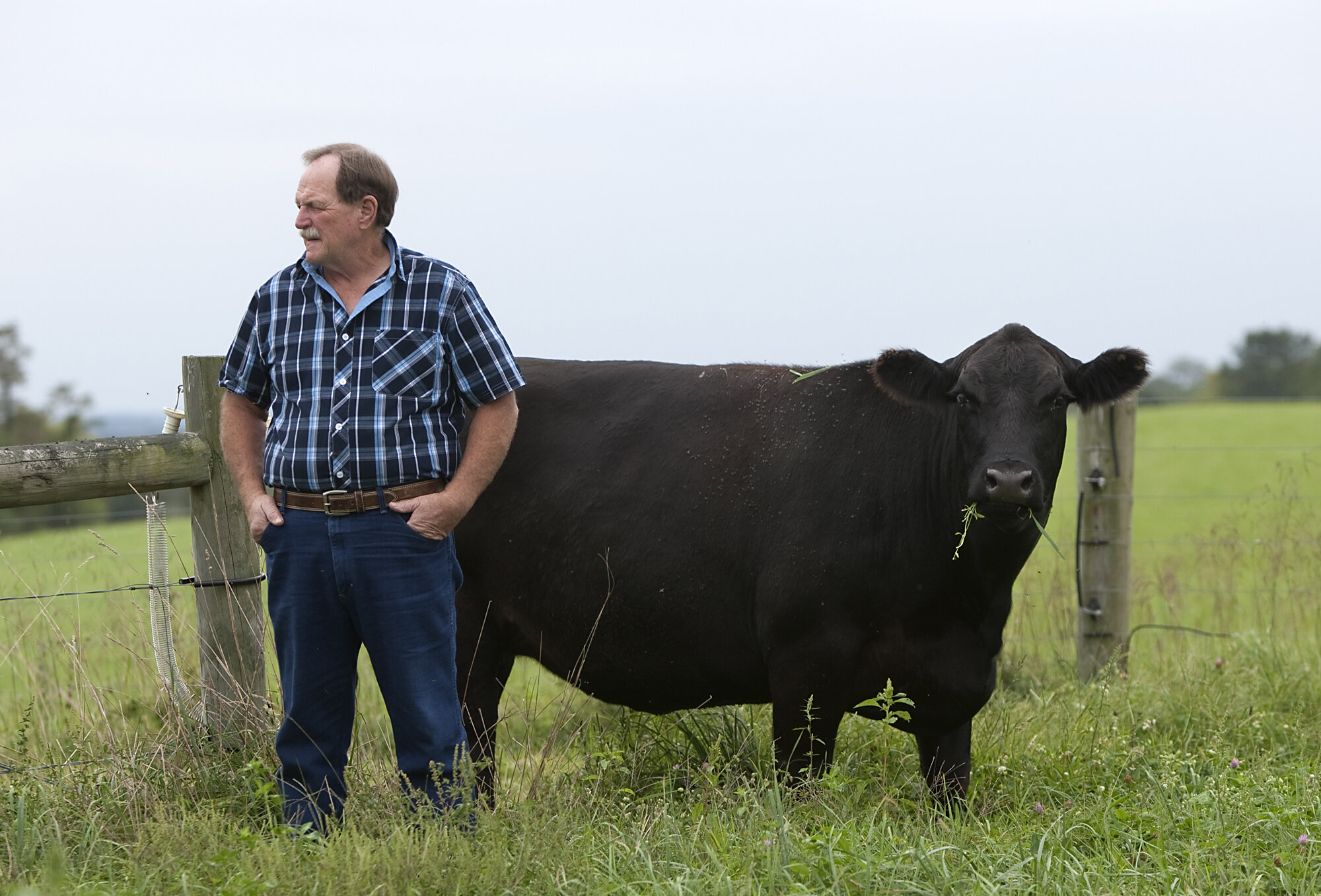 A farmer wearing a plaid shirt stands beside a black cow in a grassy field, with a wooden fence and a cloudy sky in the background, illustrating rural life and livestock farming.