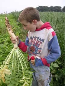 Young boy harvesting a large white radish in a green field, showcasing agricultural practices and the joy of farming.
