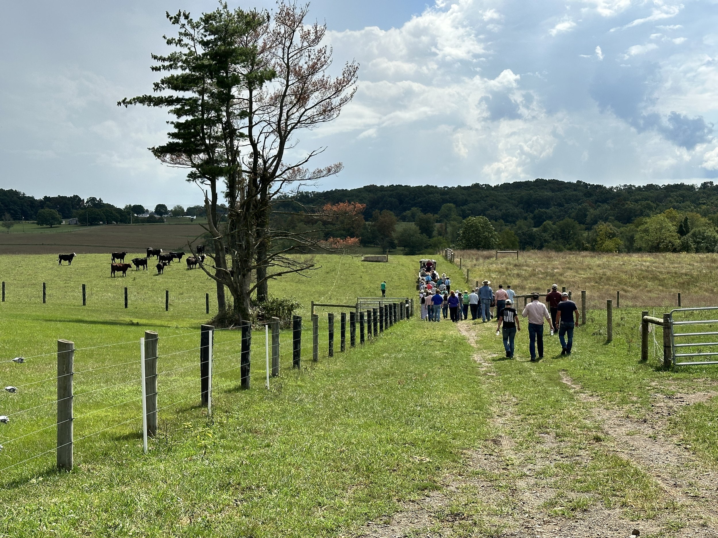 A group of people walking along a dirt path in a rural setting, with cows grazing in a green field and trees in the background under a partly cloudy sky.