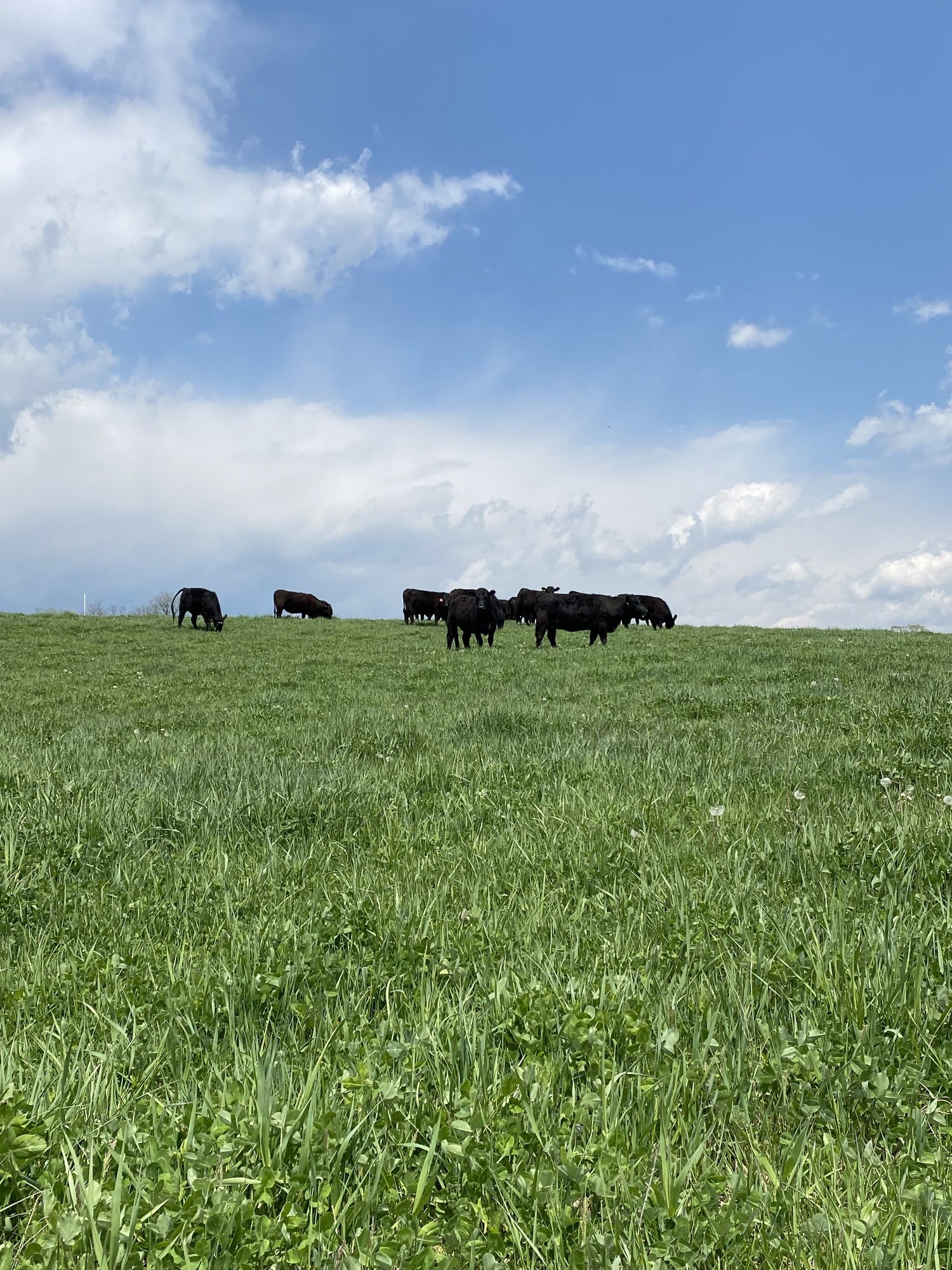 Black cows grazing on lush green grass under a blue sky with scattered clouds.